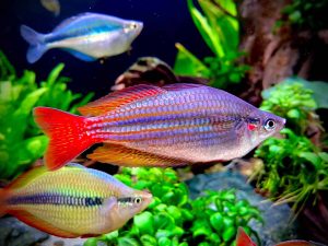 Top 10 Loài Cá Cầu Vồng Ưa Chuộng Nhất Hiện Nay