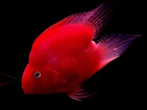 Cá Hồng Két: Đặc Điểm, Cách Nuôi & Phân Loại