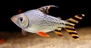 Bí Quyết Nuôi Dưỡng Cá Phi Phụng Khỏe Mạnh
