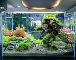 9 Cách Làm Trong Nước Hồ Cá Như Pha Lê