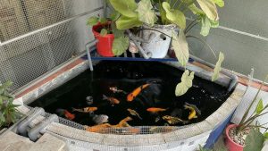 Bí Quyết Chế Hút Đáy Hồ Koi Hiệu Quả, Dễ Làm